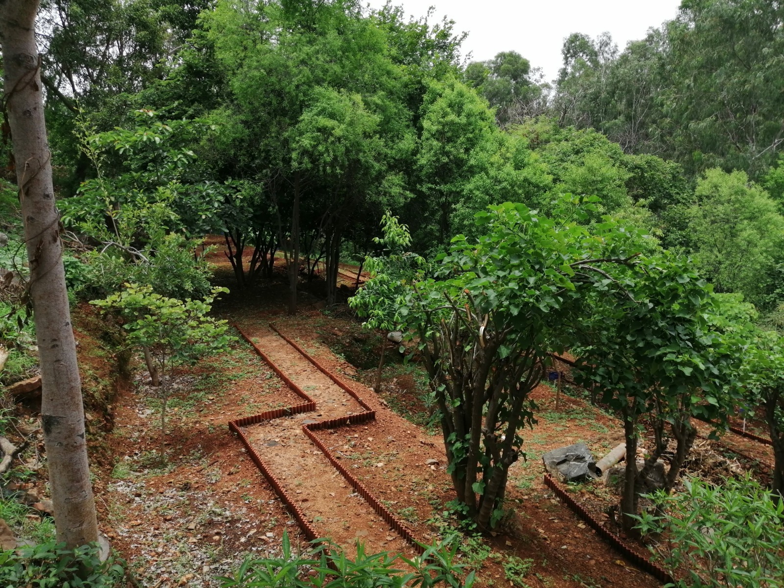Eco Luxury Forest