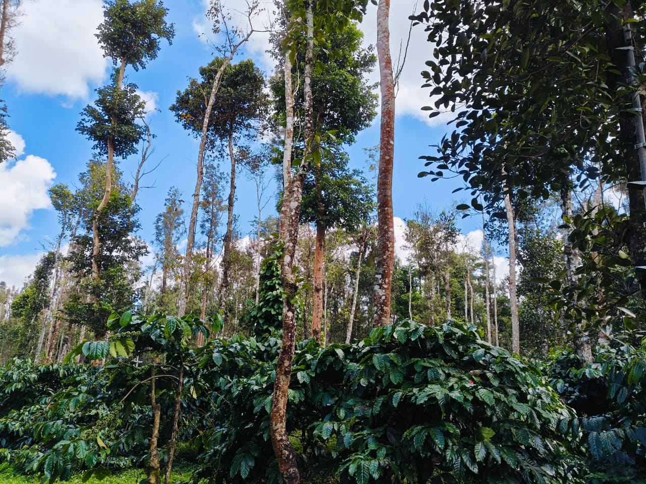 Forest Background Sakleshpur